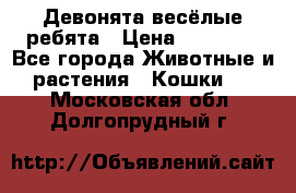 Девонята весёлые ребята › Цена ­ 25 000 - Все города Животные и растения » Кошки   . Московская обл.,Долгопрудный г.